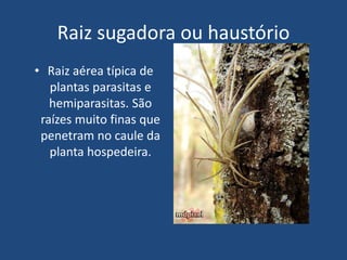 Raiz sugadora ou haustório
• Raiz aérea típica de
plantas parasitas e
hemiparasitas. São
raízes muito finas que
penetram no caule da
planta hospedeira.
 