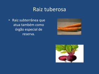 Raiz tuberosa
• Raiz subterrânea que
atua também como
órgão especial de
reserva.
 