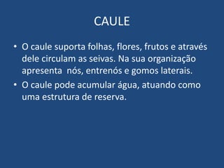 CAULE
• O caule suporta folhas, flores, frutos e através
dele circulam as seivas. Na sua organização
apresenta nós, entrenós e gomos laterais.
• O caule pode acumular água, atuando como
uma estrutura de reserva.
 