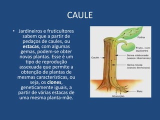 CAULE
• Jardineiros e fruticultores
sabem que a partir de
pedaços de caules, ou
estacas, com algumas
gemas, podem-se obter
novas plantas. Esse é um
tipo de reprodução
assexuada que permite a
obtenção de plantas de
mesmas características, ou
seja, os clones,
geneticamente iguais, a
partir de várias estacas de
uma mesma planta-mãe.
 