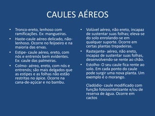 CAULES AÉREOS
• Tronco-ereto, lenhoso com
ramificações. Ex: mangueiras.
• Haste-caule aéreo delicado, não-
lenhoso. Ocorre no feijoeiro e na
maioria das ervas.
• Estipe- caule aéreo, ereto, com
nós e entrenós bem evidentes.
Ex: caule das palmeiras.
• Colmo- aéreo, ereto, com nós e
entrenós; são mais delgados que
as estipes e as folhas não estão
restritas no ápice. Ocorre na
cana-de-açúcar e no bambu.
• Volúvel aéreo, não ereto, incapaz
de sustentar suas folhas; eleva-se
do solo enrolando-se em
qualquer suporte. Ocorre em
certas plantas trepadeiras.
• Rastejante- aéreo, não ereto,
incapaz de sustentar suas folhas,
desenvolvendo-se rente ao chão.
• Estolho- O seu caule fica rente ao
solo. Em cada ponto do caule
pode surgir uma nova planta. Um
exemplo é o morango.
Cladódio- caule modificado com
função fotossintetizante e/ou de
reserva de água. Ocorre em
cactos
 