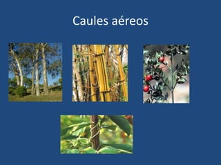 Caules aéreos
 