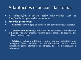 Adaptações especiais das folhas
• As adaptações especiais estão relacionadas com as
funções desempenhadas pelas folhas.
1. Funções protetoras:
• Espinhos: com função de defesa e economia hídrica. Ex::cactus
• Catáfilos (ou escamas): folhas sesseis encontradas em rizomas
e bulbos. Podem funcionar tabém como orgãos de reserva. Ex.
cebola ( Allium cepa).
• Brácteas: folhas modificadas, quase sempre coloridas, que
protegem flores isoladas ou influorescência. Muitas vezes
funcionam como elemento de atração. Ex: Flor-de-papagaio e
primavera
 