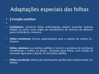Adaptações especiais das folhas
• 2.Função nutritiva
•
• Cotilédones: primeiras folhas embrionárias; podem acumular reservas
(feijão) ou servir como órgão de transferência de reservas do albúmen
para o embrião Ex: mamona
• Folhas insetívoras: formas especializadas para a captura de insetos Ex.:
Drosera .
• Folhas coletoras: nas plantas epífitas é comum a presença de estruturas
semelhantes a ninhos ou bolsas , formada pelas folhas, com função de
acumular água para a planta. Ex: bromélias epífitas
• Folhas suculentas: folhas com parênquima aquífero bem desenvolvido. Ex:
babosa
 