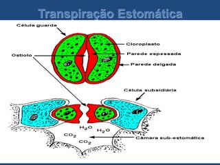 Transpiração Estomática
 