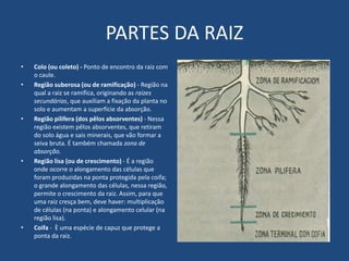 PARTES DA RAIZ
• Colo (ou coleto) - Ponto de encontro da raiz com
o caule.
• Região suberosa (ou de ramificação) - Região na
qual a raiz se ramifica, originando as raízes
secundárias, que auxiliam a fixação da planta no
solo e aumentam a superfície da absorção.
• Região pilífera (dos pêlos absorventes) - Nessa
região existem pêlos absorventes, que retiram
do solo água e sais minerais, que vão formar a
seiva bruta. É também chamada zona de
absorção.
• Região lisa (ou de crescimento) - É a região
onde ocorre o alongamento das células que
foram produzidas na ponta protegida pela coifa;
o grande alongamento das células, nessa região,
permite o crescimento da raiz. Assim, para que
uma raiz cresça bem, deve haver: multiplicação
de células (na ponta) e alongamento celular (na
região lisa).
• Coifa - È uma espécie de capuz que protege a
ponta da raiz.
 
