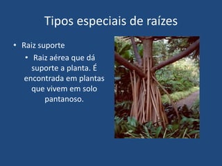 Tipos especiais de raízes
• Raiz suporte
• Raiz aérea que dá
suporte a planta. É
encontrada em plantas
que vivem em solo
pantanoso.
 