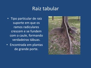 Raiz tabular
• Tipo particular de raiz
suporte em que os
ramos radiculares
crescem e se fundem
com o caule, formando
verdadeiras tábuas.
• Encontrada em plantas
de grande porte.
 