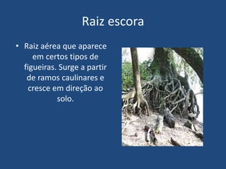 Raiz escora
• Raiz aérea que aparece
em certos tipos de
figueiras. Surge a partir
de ramos caulinares e
cresce em direção ao
solo.
 