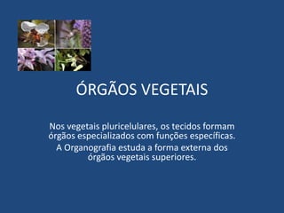 ÓRGÃOS VEGETAIS
Nos vegetais pluricelulares, os tecidos formam
órgãos especializados com funções específicas.
A Organografia estuda a forma externa dos
órgãos vegetais superiores.
 