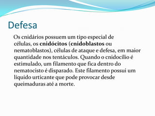 Defesa
 Os cnidários possuem um tipo especial de
 células, os cnidócitos (cnidoblastos ou
 nematoblastos), células de ataque e defesa, em maior
 quantidade nos tentáculos. Quando o cnidocílio é
 estimulado, um filamento que fica dentro do
 nematocisto é disparado. Este filamento possui um
 líquido urticante que pode provocar desde
 queimaduras até a morte.
 