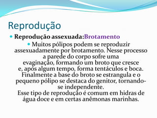 Reprodução
 Reprodução assexuada:Brotamento
      Muitos pólipos podem se reproduzir
 assexuadamente por brotamento. Nesse processo
            a parede do corpo sofre uma
    evaginação, formando um broto que cresce
  e, após algum tempo, forma tentáculos e boca.
    Finalmente a base do broto se estrangula e o
 pequeno pólipo se destaca do genitor, tornando-
                 se independente.
  Esse tipo de reprodução é comum em hidras de
    água doce e em certas anêmonas marinhas.
 