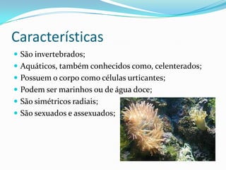 Características
 São invertebrados;
 Aquáticos, também conhecidos como, celenterados;
 Possuem o corpo como células urticantes;
 Podem ser marinhos ou de água doce;
 São simétricos radiais;
 São sexuados e assexuados;
 