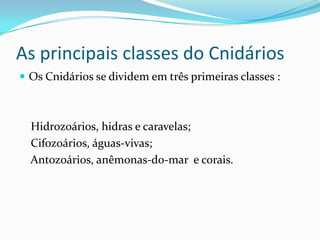 As principais classes do Cnidários
 Os Cnidários se dividem em três primeiras classes :



  Hidrozoários, hidras e caravelas;
  Cifozoários, águas-vivas;
  Antozoários, anêmonas-do-mar e corais.
 