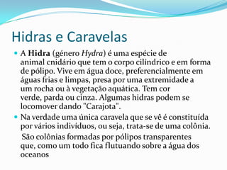 Hidras e Caravelas
 A Hidra (género Hydra) é uma espécie de
  animal cnidário que tem o corpo cilíndrico e em forma
  de pólipo. Vive em água doce, preferencialmente em
  águas frias e limpas, presa por uma extremidade a
  um rocha ou à vegetação aquática. Tem cor
  verde, parda ou cinza. Algumas hidras podem se
  locomover dando "Carajota".
 Na verdade uma única caravela que se vê é constituída
  por vários indivíduos, ou seja, trata-se de uma colônia.
   São colônias formadas por pólipos transparentes
  que, como um todo fica flutuando sobre a água dos
  oceanos
 