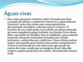 Águas-vivas
 Seu corpo apresenta simetria radial, formado por duas
  camadas de células: a epiderme (exterior) e a gastroderme
  (interior); entre elas existe uma massa gelatinosa,
  denominada mesogleia e abertura para o exterior. O
  formato de seu corpo pode variar desde um disco achatado
  até uma campânula quase fechada; nos bordos livres desse
  disco, que pode ser fendida, lisa ou ondulada, esses animais
  possuem coroas de tentáculos formados por células
  urticantes, conhecidas por cnidócitos. Essas células podem
  injetar um espinho que contém uma toxina (nematocisto).
  A boca é encontrada em um tubo curto que pende do
  centro do corpo, sendo que as margens desse tubo dão
  origem a quatro projeções em cachos, denominados braços
  orais.
 