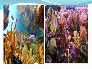 7º ano  cap 14 cnidários 2012