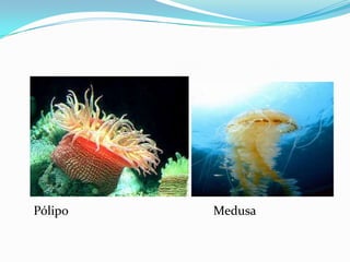 Pólipo   Medusa
 