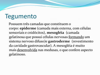 Tegumento
 Possuem três camadas que constituem o
 corpo: epiderme (camada mais externa, com células
 sensoriais e cnidócitos), mesogléia (camada
 gelatinosa que possui células nervosas formando um
 sistema nervoso difuso)e gastroderme (revestimento
 da cavidade gastrovascular). A mesogléia é muito
 mais desenvolvida nas medusas, o que confere aspecto
 gelatinoso.
 