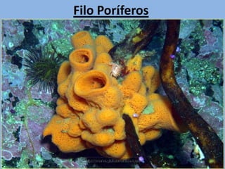 Filo Poríferos
 