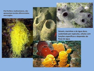 Filo Porifera: multicelulares, não
apresentam tecidos diferenciados,
nem órgãos.




                                     Sésseis, marinhas e de água doce,
                                     sustentada por espículas, células com
                                     funções específicas e dependes do
                                     fluxo da água.
 