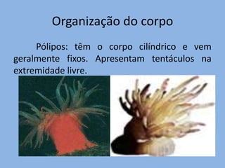 Organização do corpo
     Pólipos: têm o corpo cilíndrico e vem
geralmente fixos. Apresentam tentáculos na
extremidade livre.
 