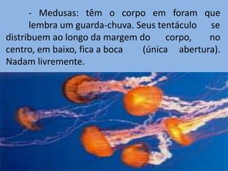 - Medusas: têm o corpo em foram que
      lembra um guarda-chuva. Seus tentáculo se
distribuem ao longo da margem do corpo,      no
centro, em baixo, fica a boca  (única abertura).
Nadam livremente.
 