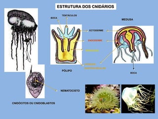 ESTRUTURA DOS CNIDÁRIOS

                               TENTÁCULOS
                       BOCA
                                                             MEDUSA



                                               ECTODERME



                                              ENDODERME



                                            MESOGLÉIA




                                            CAVIDADE
                                            GASTROVASCULAR
                               PÓLIPO
                                                                 BOCA




                              NEMATOCISTO



CNIDÓCITOS OU CNIDOBLASTOS
 