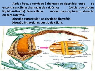 - Após a boca, a cavidade é chamada de digestória onde       se
encontra as células chamadas de cnidócitos          (célula que produz
líquido urticante). Essas células     servem para capturar o alimento
ou para a defesa.
        Digestão extracelular: na cavidade digestória.
        Digestão intracelular: dentro da célula.
 