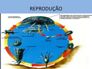 REPRODUÇÃO
 
