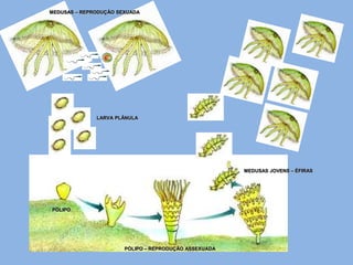 MEDUSAS – REPRODUÇÃO SEXUADA




              LARVA PLÂNULA




                                                       MEDUSAS JOVENS – ÉFIRAS




PÓLIPO




                       PÓLIPO – REPRODUÇÃO ASSEXUADA
 