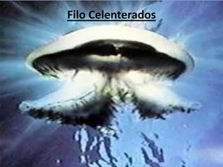 Filo Celenterados
 