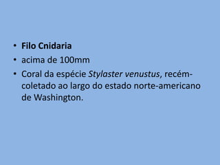• Filo Cnidaria
• acima de 100mm
• Coral da espécie Stylaster venustus, recém-
  coletado ao largo do estado norte-americano
  de Washington.
 