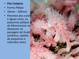 •   Filo Cnidaria
•   Forma Pólipo
•   10mm - 100mm
•   Parentes dos corais
    e águas-vivas, os
    pequenos pólipos
    de Monocoryne se
    destacam na
    paisagem do fundo
    oceânico, repleta
    de pequenos e
    coloridos seres.
 