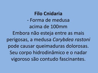 Filo Cnidaria
         - Forma de medusa
          acima de 100mm
   Embora não esteja entre as mais
perigosas, a medusa Carybdea rastoni
pode causar queimaduras dolorosas.
 Seu corpo hidrodinâmico e o nadar
  vigoroso são contudo fascinantes.
 