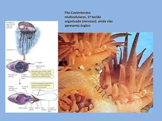 Filo Coelenterata:
multicelulares, 1ª tecido
organizado (nervoso), ainda não
apresenta órgãos.
 