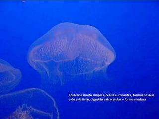 Epiderme muito simples, células urticantes, formas sésseis
e de vida livre, digestão extracelular – forma medusa
 