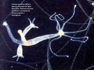 Formas marinhas (98%) e
apenas um grupo de água
doce (2%). Sistemas nervoso
primitivo e arranjado de
forma irregular e
homogênea.
 