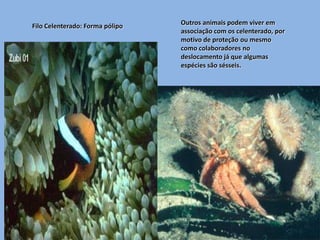 Filo Celenterado: Forma pólipo   Outros animais podem viver em
                                 associação com os celenterado, por
                                 motivo de proteção ou mesmo
                                 como colaboradores no
                                 deslocamento já que algumas
                                 espécies são sésseis.
 