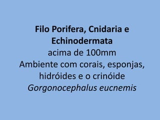 Filo Porifera, Cnidaria e
       Echinodermata
      acima de 100mm
Ambiente com corais, esponjas,
    hidróides e o crinóide
 Gorgonocephalus eucnemis
 