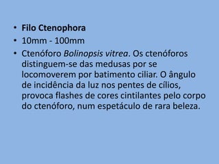 • Filo Ctenophora
• 10mm - 100mm
• Ctenóforo Bolinopsis vitrea. Os ctenóforos
  distinguem-se das medusas por se
  locomoverem por batimento ciliar. O ângulo
  de incidência da luz nos pentes de cílios,
  provoca flashes de cores cintilantes pelo corpo
  do ctenóforo, num espetáculo de rara beleza.
 