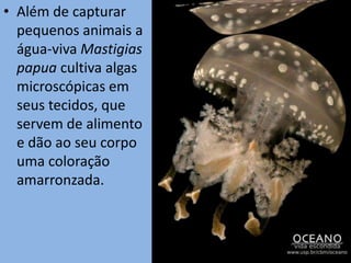 • Além de capturar
  pequenos animais a
  água-viva Mastigias
  papua cultiva algas
  microscópicas em
  seus tecidos, que
  servem de alimento
  e dão ao seu corpo
  uma coloração
  amarronzada.
 