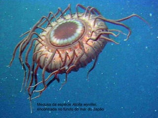 Medusa da espécie Atolla wyvillei,
encontrada no fundo do mar do Japão
 
