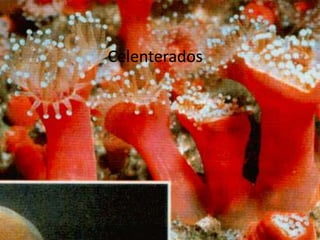 Celenterados
 