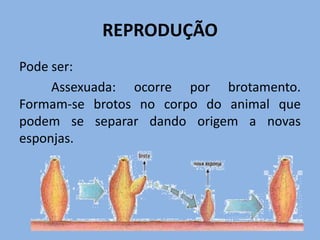 REPRODUÇÃO
Pode ser:
     Assexuada: ocorre por brotamento.
Formam-se brotos no corpo do animal que
podem se separar dando origem a novas
esponjas.
 