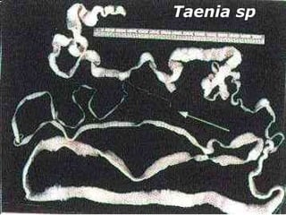Taenia sp
 