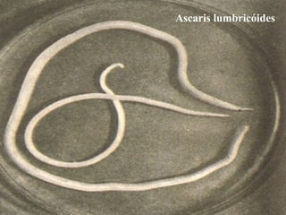 Ascaris lumbricóides
 
