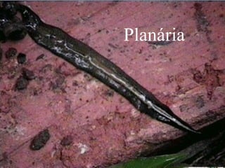 Planária
 