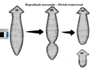 Reprodução assexuada – Divisão transversal
 