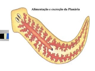 Alimentação e excreção da Planária
 